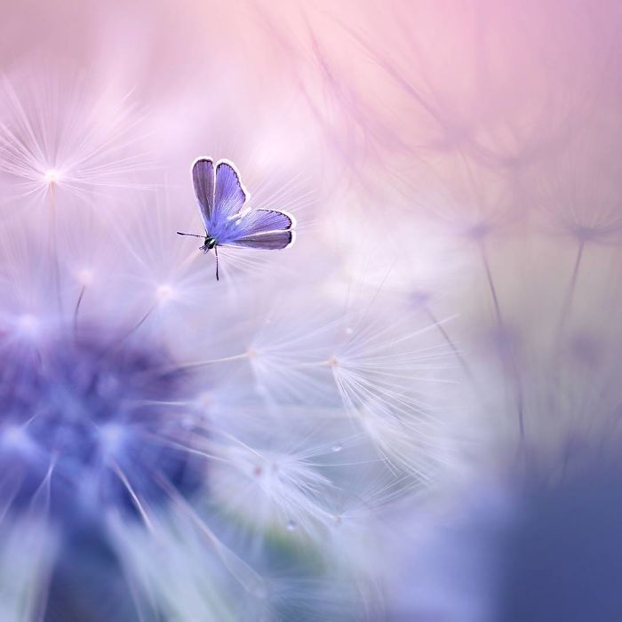 The Magical Macro World Of Tiny Creatures That I Capture In Indonesia The Magical Macro World Of Tiny Creatures That I Capture In Indonesia