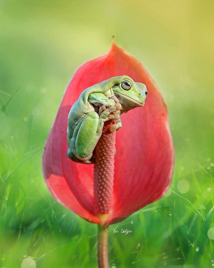 The Magical Macro World Of Tiny Creatures That I Capture In Indonesia The Magical Macro World Of Tiny Creatures That I Capture In Indonesia