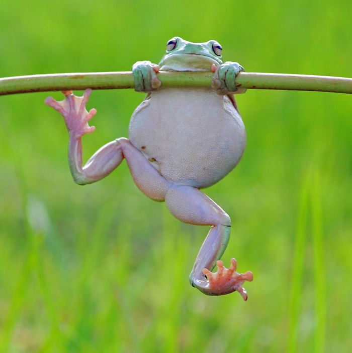 The Magical Macro World Of Tiny Creatures That I Capture In Indonesia The Magical Macro World Of Tiny Creatures That I Capture In Indonesia