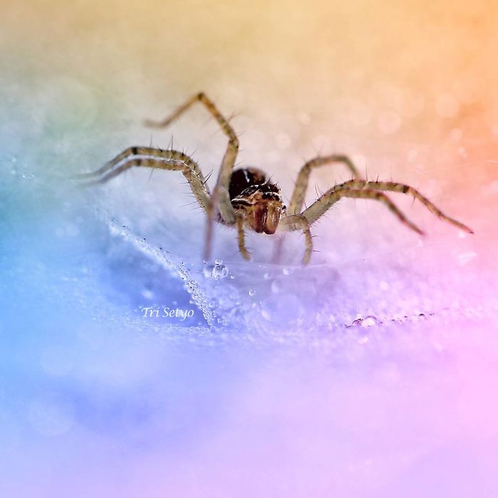 The Magical Macro World Of Tiny Creatures That I Capture In Indonesia The Magical Macro World Of Tiny Creatures That I Capture In Indonesia