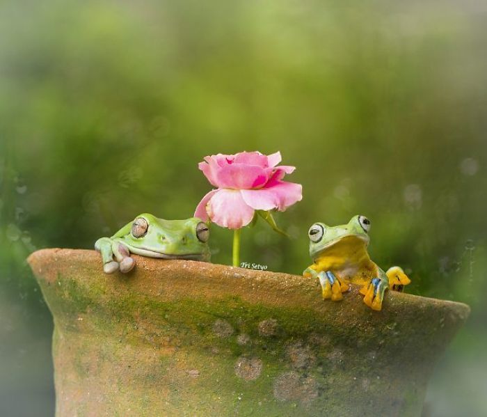 The Magical Macro World Of Tiny Creatures That I Capture In Indonesia The Magical Macro World Of Tiny Creatures That I Capture In Indonesia