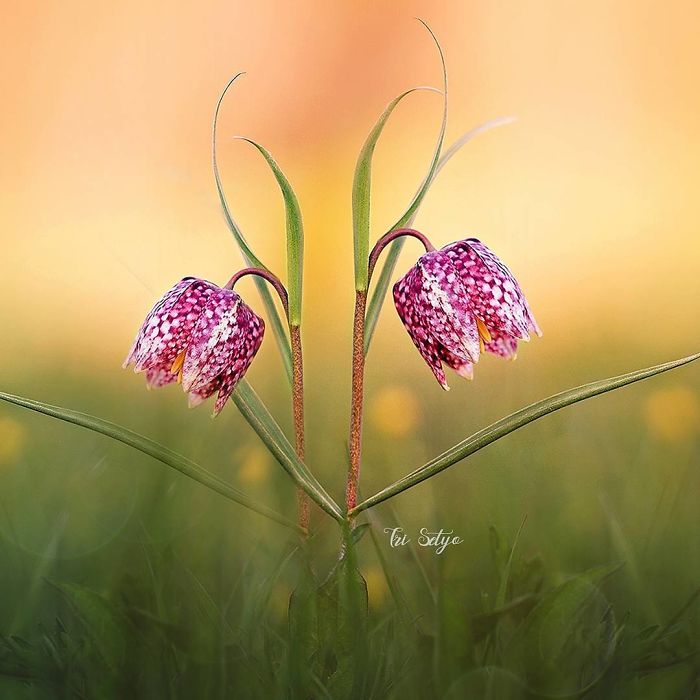 The Magical Macro World Of Tiny Creatures That I Capture In Indonesia The Magical Macro World Of Tiny Creatures That I Capture In Indonesia