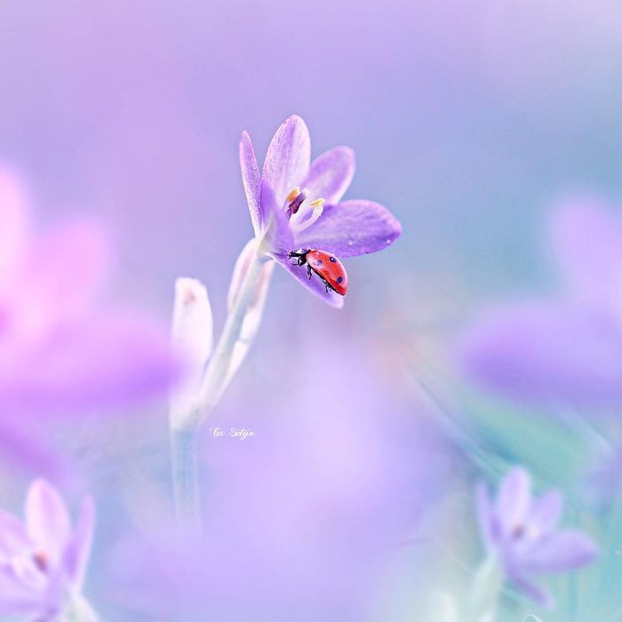 The Magical Macro World Of Tiny Creatures That I Capture In Indonesia The Magical Macro World Of Tiny Creatures That I Capture In Indonesia