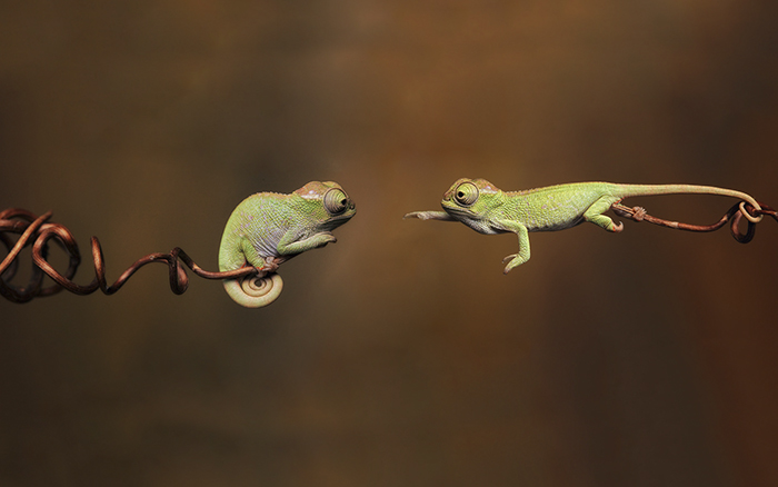 115 Chameleon Babies That Will Make You Fall In Love With Lizards 115 Chameleon Babies That Will Make You Fall In Love With Lizards