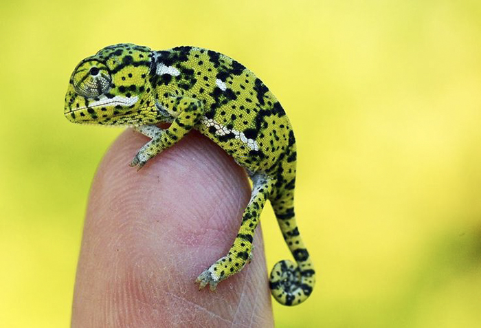 115 Chameleon Babies That Will Make You Fall In Love With Lizards 115 Chameleon Babies That Will Make You Fall In Love With Lizards