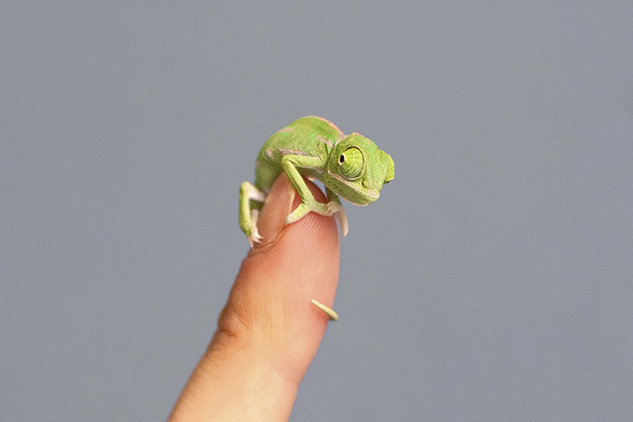 115 Chameleon Babies That Will Make You Fall In Love With Lizards 115 Chameleon Babies That Will Make You Fall In Love With Lizards