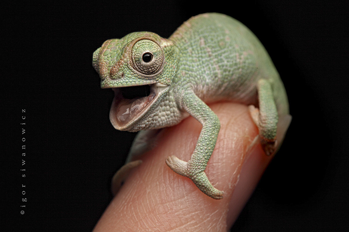 115 Chameleon Babies That Will Make You Fall In Love With Lizards 115 Chameleon Babies That Will Make You Fall In Love With Lizards