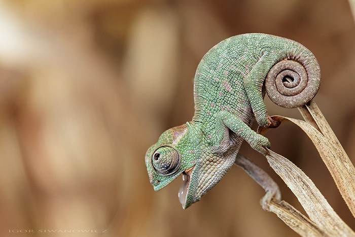 115 Chameleon Babies That Will Make You Fall In Love With Lizards 115 Chameleon Babies That Will Make You Fall In Love With Lizards