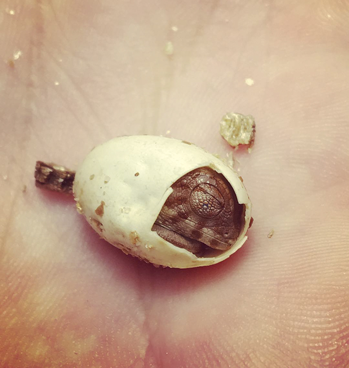 115 Chameleon Babies That Will Make You Fall In Love With Lizards 115 Chameleon Babies That Will Make You Fall In Love With Lizards