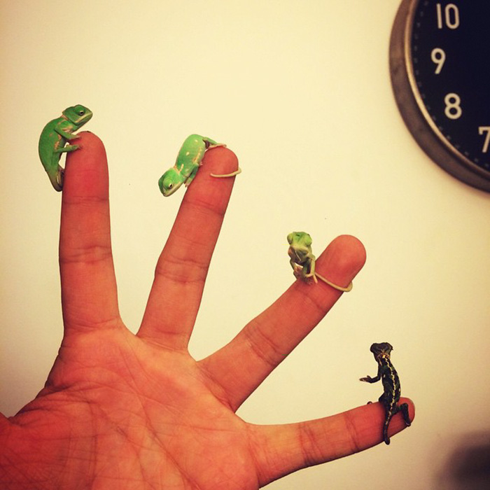 115 Chameleon Babies That Will Make You Fall In Love With Lizards 115 Chameleon Babies That Will Make You Fall In Love With Lizards