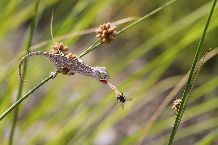 115 Chameleon Babies That Will Make You Fall In Love With Lizards 115 Chameleon Babies That Will Make You Fall In Love With Lizards