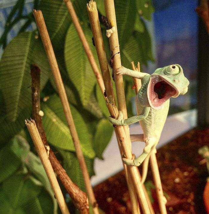 115 Chameleon Babies That Will Make You Fall In Love With Lizards 115 Chameleon Babies That Will Make You Fall In Love With Lizards