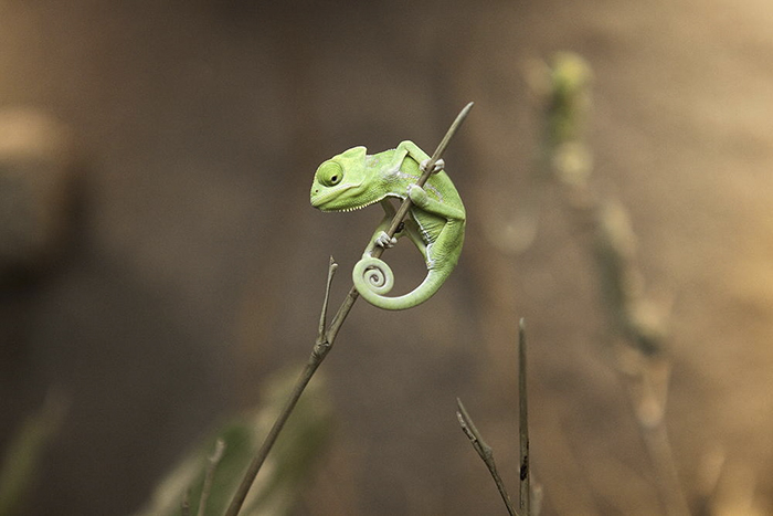 115 Chameleon Babies That Will Make You Fall In Love With Lizards 115 Chameleon Babies That Will Make You Fall In Love With Lizards