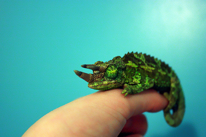 115 Chameleon Babies That Will Make You Fall In Love With Lizards 115 Chameleon Babies That Will Make You Fall In Love With Lizards