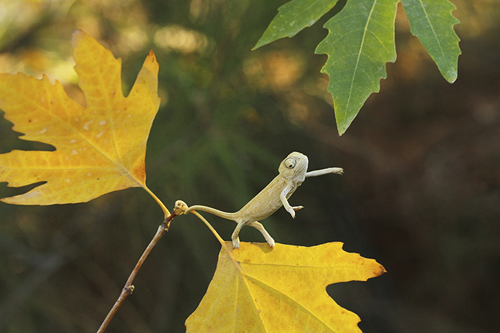 115 Chameleon Babies That Will Make You Fall In Love With Lizards 115 Chameleon Babies That Will Make You Fall In Love With Lizards