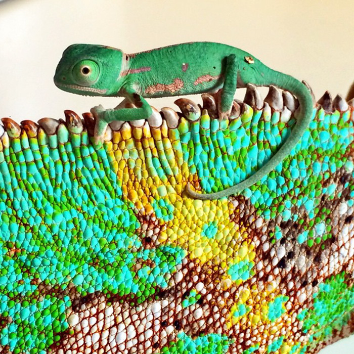 115 Chameleon Babies That Will Make You Fall In Love With Lizards 115 Chameleon Babies That Will Make You Fall In Love With Lizards