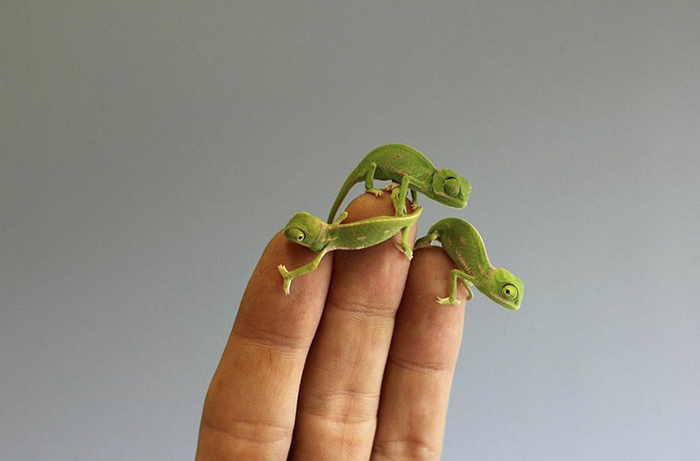 115 Chameleon Babies That Will Make You Fall In Love With Lizards 115 Chameleon Babies That Will Make You Fall In Love With Lizards