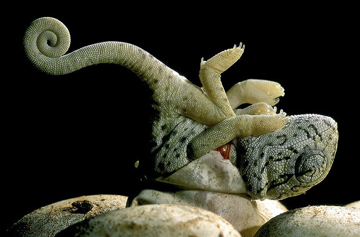 115 Chameleon Babies That Will Make You Fall In Love With Lizards 115 Chameleon Babies That Will Make You Fall In Love With Lizards