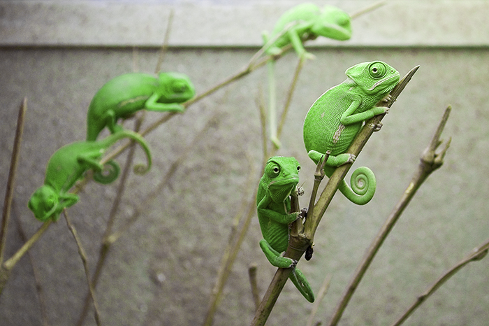 115 Chameleon Babies That Will Make You Fall In Love With Lizards 115 Chameleon Babies That Will Make You Fall In Love With Lizards
