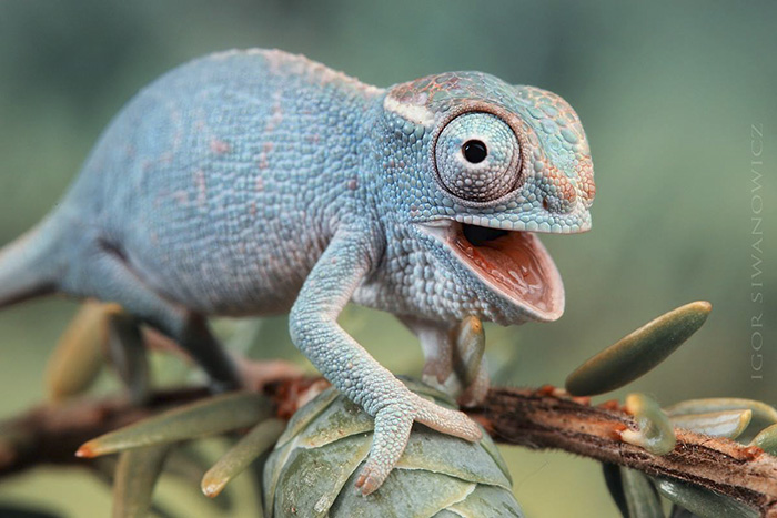 115 Chameleon Babies That Will Make You Fall In Love With Lizards 115 Chameleon Babies That Will Make You Fall In Love With Lizards