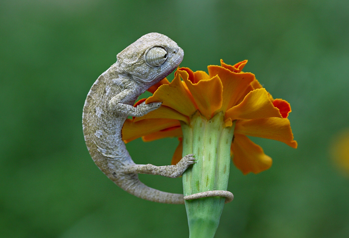 115 Chameleon Babies That Will Make You Fall In Love With Lizards 115 Chameleon Babies That Will Make You Fall In Love With Lizards
