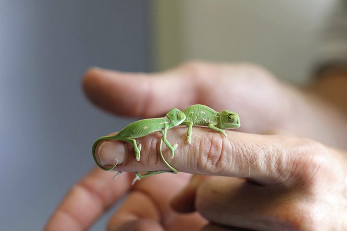 115 Chameleon Babies That Will Make You Fall In Love With Lizards 115 Chameleon Babies That Will Make You Fall In Love With Lizards