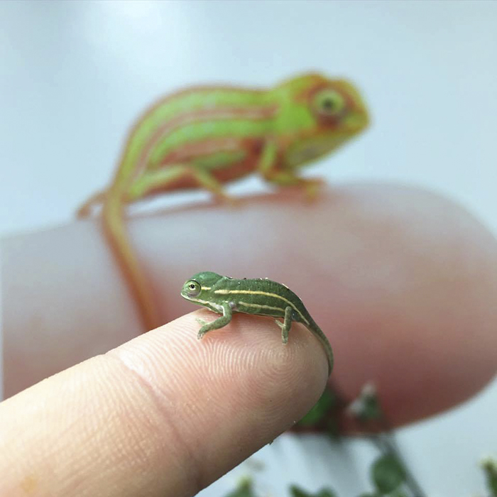 115 Chameleon Babies That Will Make You Fall In Love With Lizards 115 Chameleon Babies That Will Make You Fall In Love With Lizards