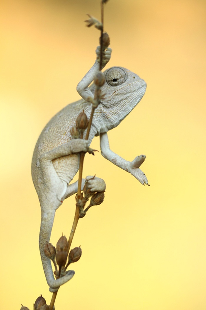 115 Chameleon Babies That Will Make You Fall In Love With Lizards 115 Chameleon Babies That Will Make You Fall In Love With Lizards