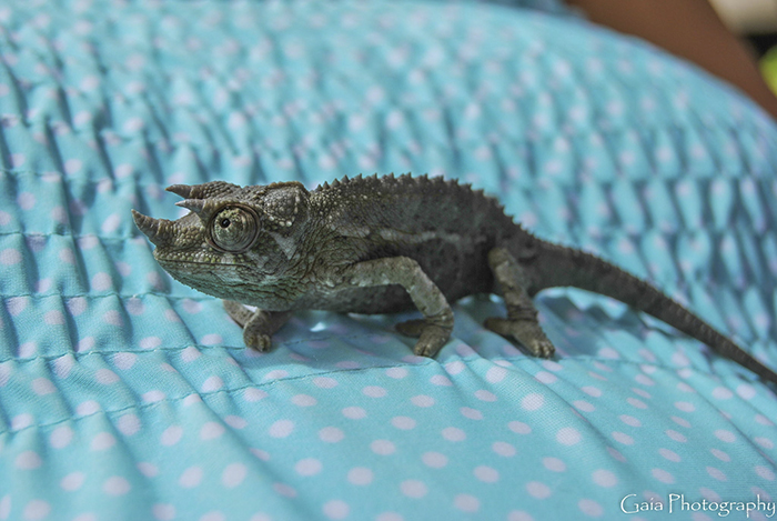 115 Chameleon Babies That Will Make You Fall In Love With Lizards 115 Chameleon Babies That Will Make You Fall In Love With Lizards