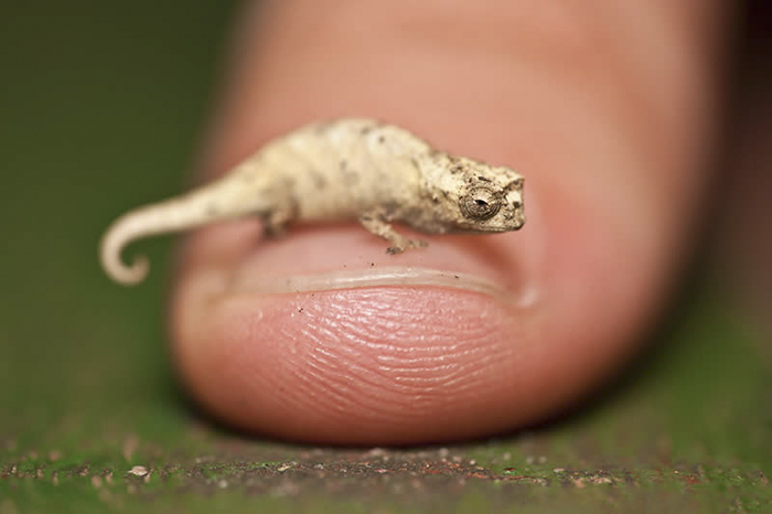 115 Chameleon Babies That Will Make You Fall In Love With Lizards 115 Chameleon Babies That Will Make You Fall In Love With Lizards