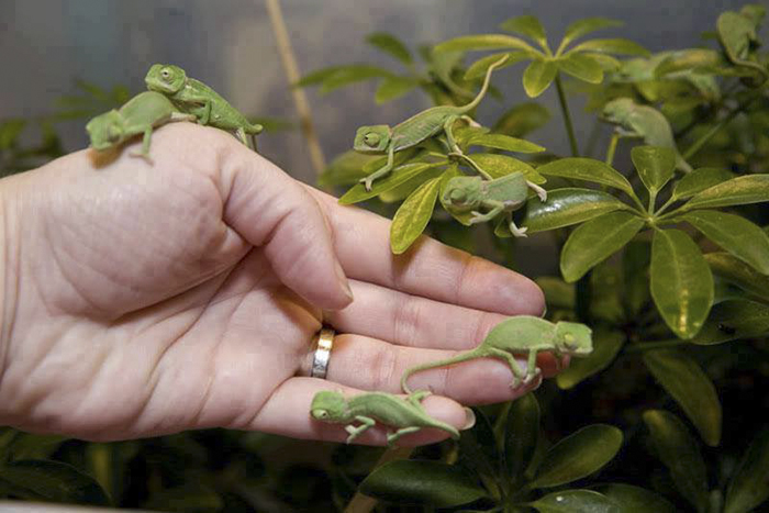 115 Chameleon Babies That Will Make You Fall In Love With Lizards 115 Chameleon Babies That Will Make You Fall In Love With Lizards