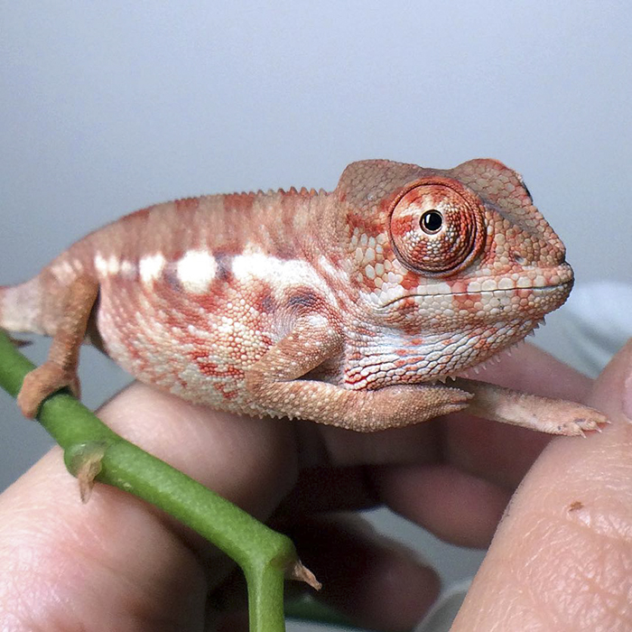 115 Chameleon Babies That Will Make You Fall In Love With Lizards 115 Chameleon Babies That Will Make You Fall In Love With Lizards