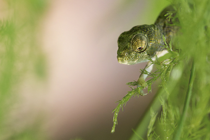 115 Chameleon Babies That Will Make You Fall In Love With Lizards 115 Chameleon Babies That Will Make You Fall In Love With Lizards