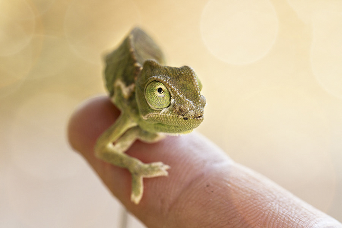 115 Chameleon Babies That Will Make You Fall In Love With Lizards 115 Chameleon Babies That Will Make You Fall In Love With Lizards