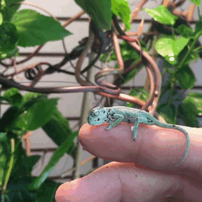 115 Chameleon Babies That Will Make You Fall In Love With Lizards 115 Chameleon Babies That Will Make You Fall In Love With Lizards