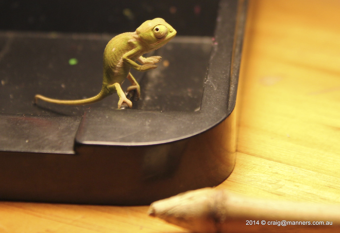 115 Chameleon Babies That Will Make You Fall In Love With Lizards 115 Chameleon Babies That Will Make You Fall In Love With Lizards