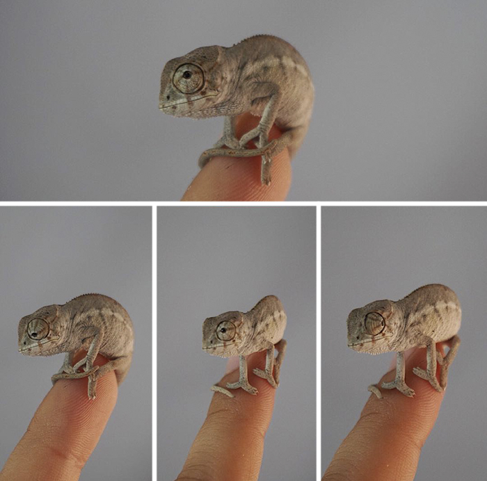 115 Chameleon Babies That Will Make You Fall In Love With Lizards 115 Chameleon Babies That Will Make You Fall In Love With Lizards