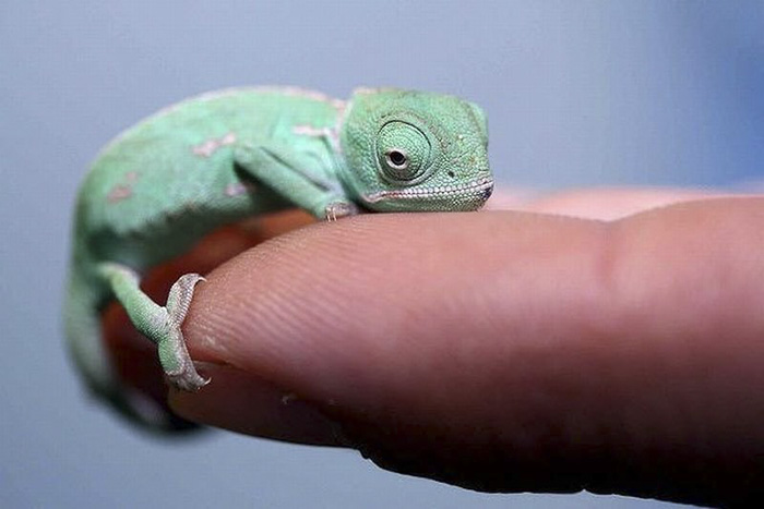 115 Chameleon Babies That Will Make You Fall In Love With Lizards 115 Chameleon Babies That Will Make You Fall In Love With Lizards
