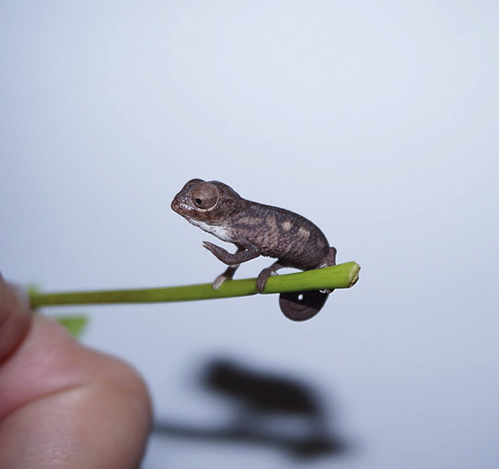 115 Chameleon Babies That Will Make You Fall In Love With Lizards 115 Chameleon Babies That Will Make You Fall In Love With Lizards