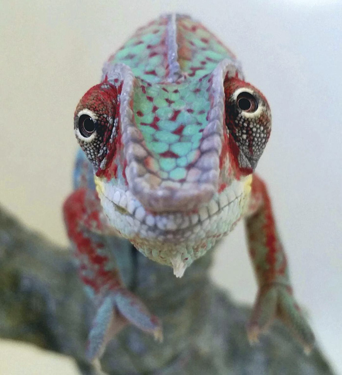 115 Chameleon Babies That Will Make You Fall In Love With Lizards 115 Chameleon Babies That Will Make You Fall In Love With Lizards