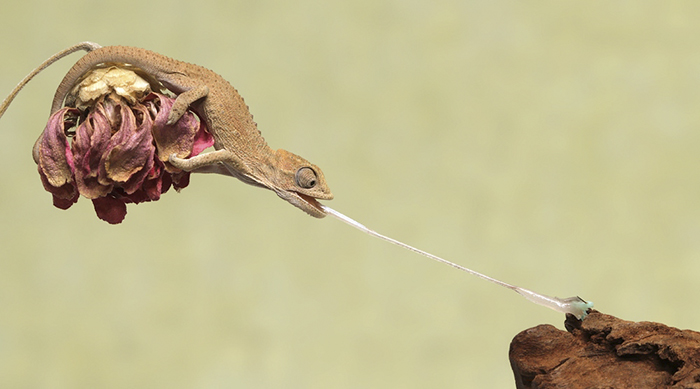 115 Chameleon Babies That Will Make You Fall In Love With Lizards 115 Chameleon Babies That Will Make You Fall In Love With Lizards