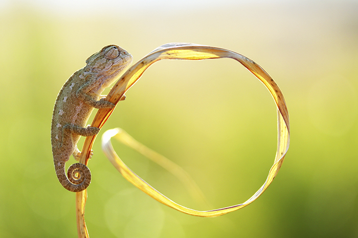 115 Chameleon Babies That Will Make You Fall In Love With Lizards 115 Chameleon Babies That Will Make You Fall In Love With Lizards