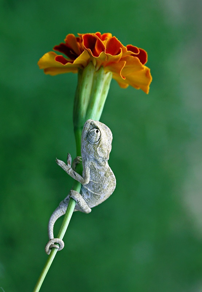 115 Chameleon Babies That Will Make You Fall In Love With Lizards 115 Chameleon Babies That Will Make You Fall In Love With Lizards
