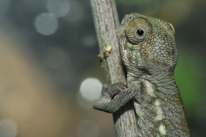 115 Chameleon Babies That Will Make You Fall In Love With Lizards 115 Chameleon Babies That Will Make You Fall In Love With Lizards