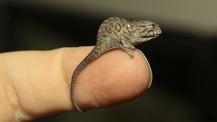 115 Chameleon Babies That Will Make You Fall In Love With Lizards 115 Chameleon Babies That Will Make You Fall In Love With Lizards