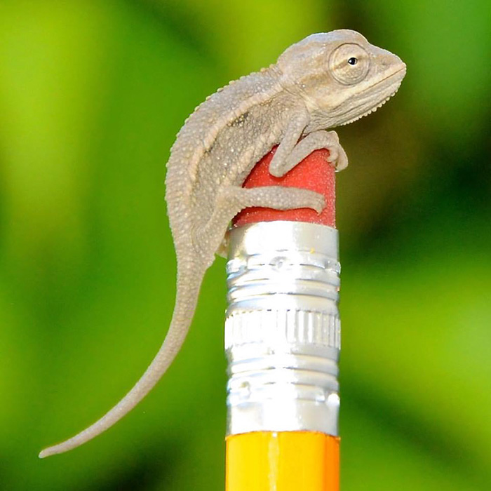 115 Chameleon Babies That Will Make You Fall In Love With Lizards 115 Chameleon Babies That Will Make You Fall In Love With Lizards
