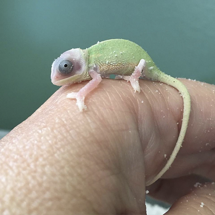 115 Chameleon Babies That Will Make You Fall In Love With Lizards 115 Chameleon Babies That Will Make You Fall In Love With Lizards