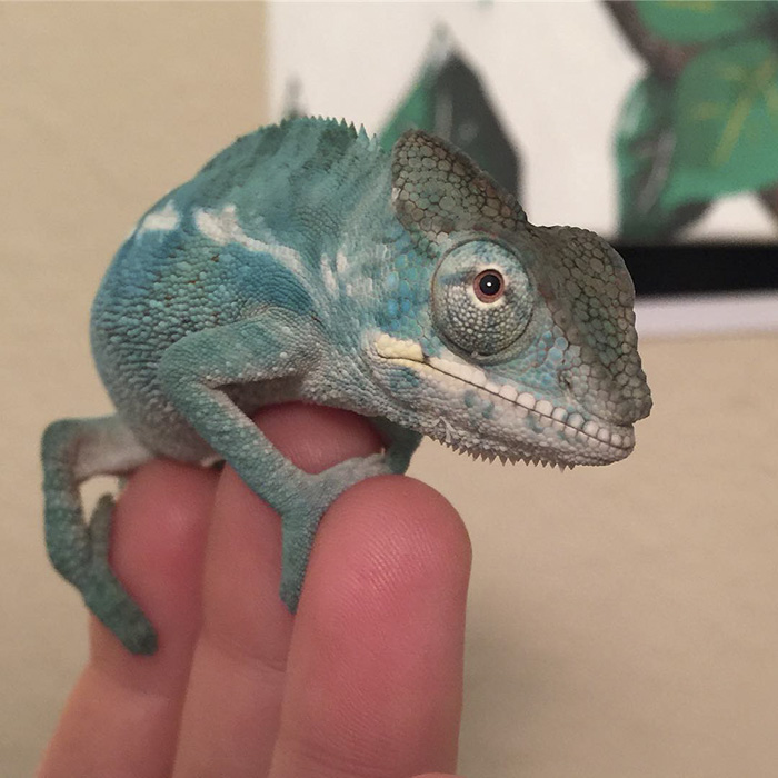 115 Chameleon Babies That Will Make You Fall In Love With Lizards 115 Chameleon Babies That Will Make You Fall In Love With Lizards