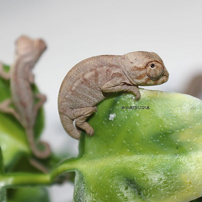 115 Chameleon Babies That Will Make You Fall In Love With Lizards 115 Chameleon Babies That Will Make You Fall In Love With Lizards