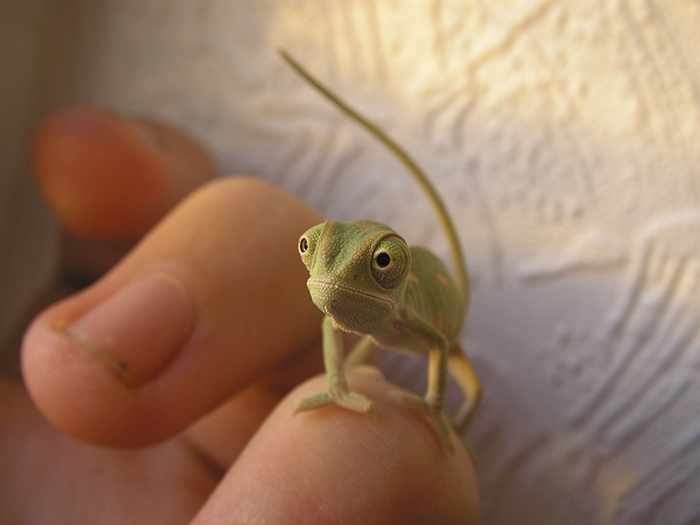 115 Chameleon Babies That Will Make You Fall In Love With Lizards 115 Chameleon Babies That Will Make You Fall In Love With Lizards